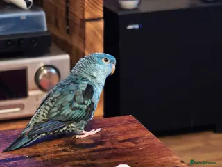 Parakeets birds Pair of male linoated parakeets - Advert 2