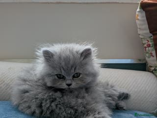 British Longhair cats Stunning British longhair kittens GCCF reg - Advert 8