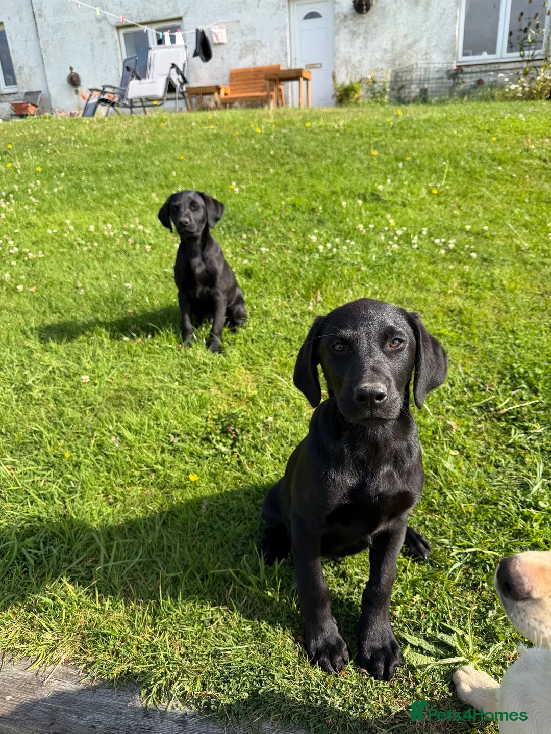 Labrador Retriever dogs for sale: Labrador puppies  - Advert 4