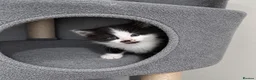 Maine Coon cats for sale: ¾ Maine coon kittens  - Advert 8