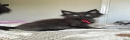 Maine Coon cats for sale: UPDATED - MAINE COON KITTENS. SOME POLYDACTYL  - Advert 35