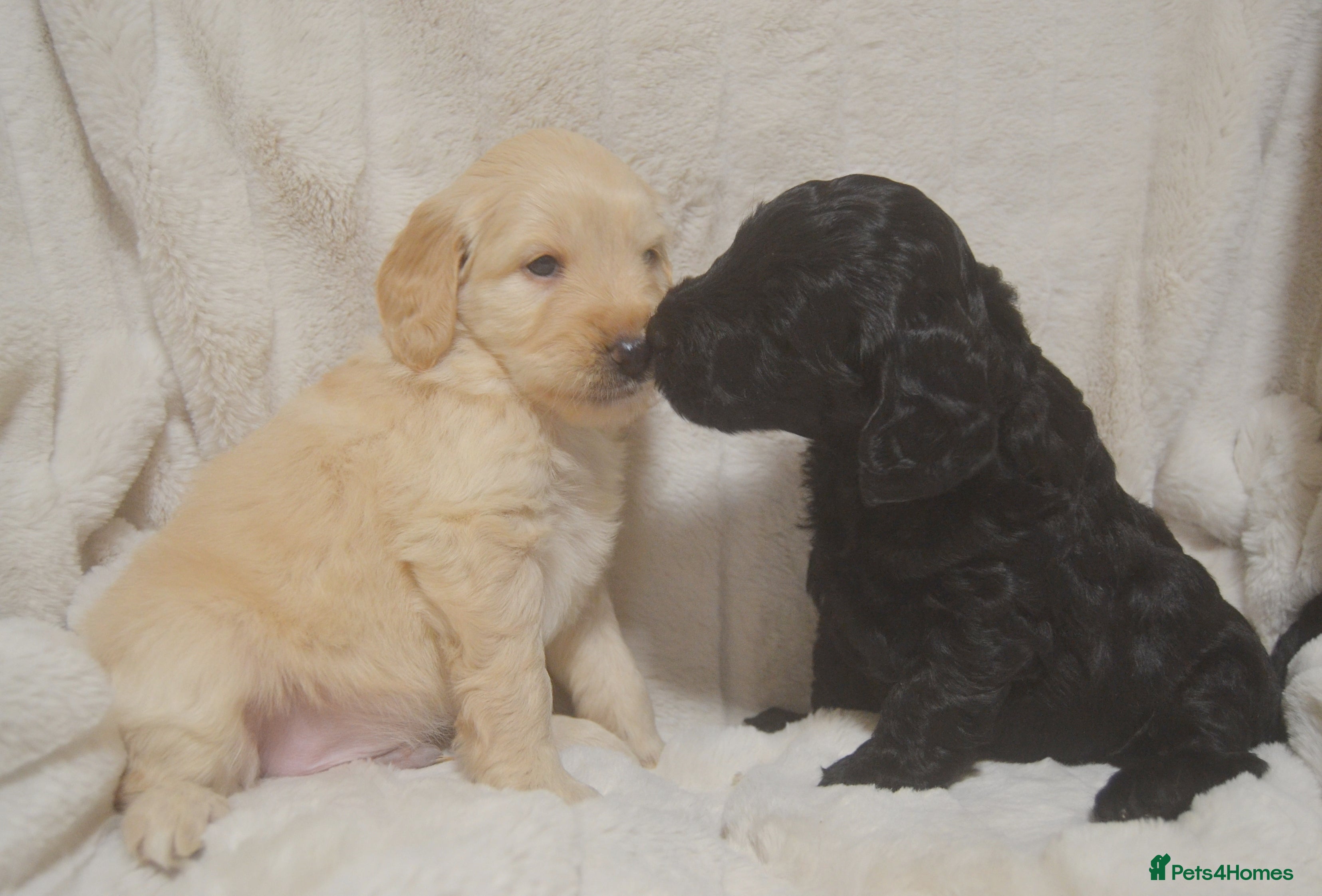 Mixed Breed dogs Miniature Mountain Australian Bernedoodles  - Advert 2