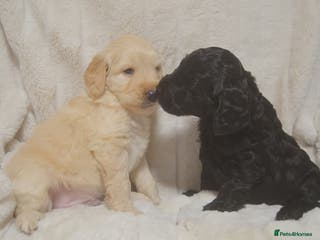 Mixed Breed dogs Miniature Mountain Australian Bernedoodles - Advert 17