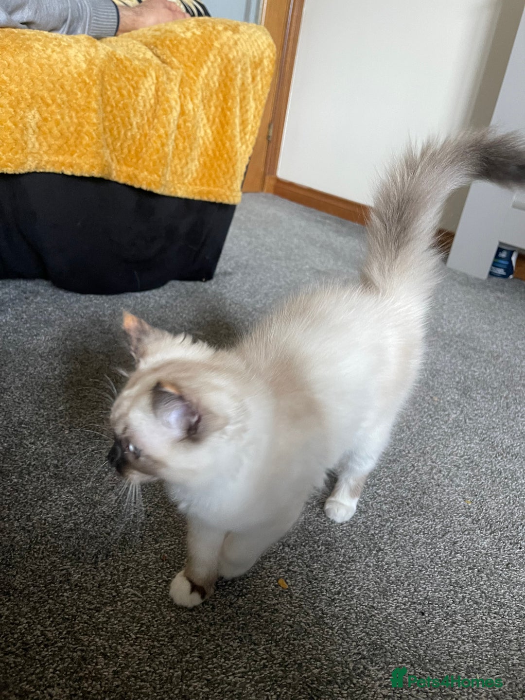 Ragdoll cats for sale: Ragdoll adults Purebred pedigree 5 generations  - Advert 34