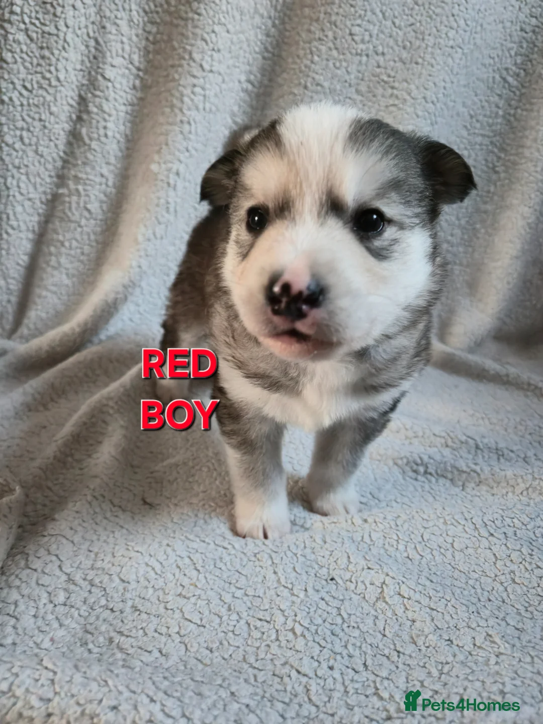 Siberian Husky dogs for sale: Siberian Husky Puppies  in Grimsby - Advert 10