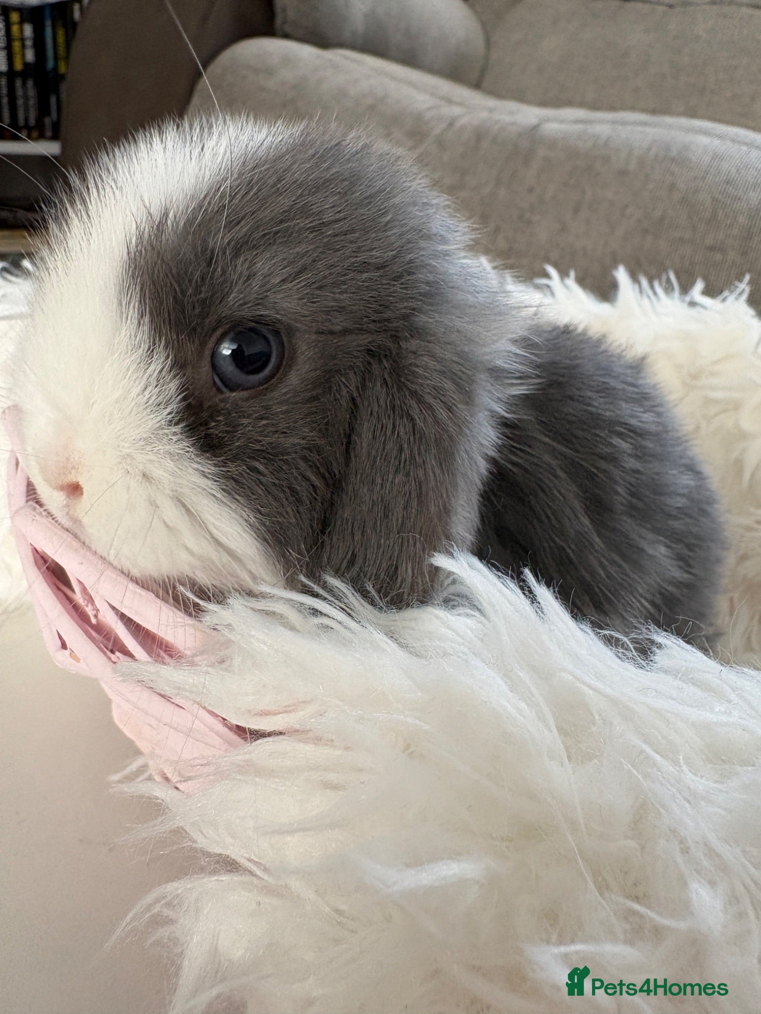 Mini Lop rabbits Adorable Mini Lop Rabbits – Ready 🐰❤️ - Advert 2