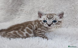 Bengal cats for sale: 🏆OUTSTANDING SHOW WINNING BENGALS KITTENS🔥 - Image 25