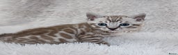 Bengal cats for sale: 🏆STUNNING LAST PEDIGREE KITTEN READY NOW £1595🔥 - Advert 25