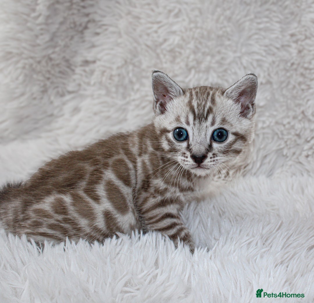 Bengal cats for sale: 🏆OUTSTANDING SHOW WINNING BENGALS KITTENS🔥 - Image 25