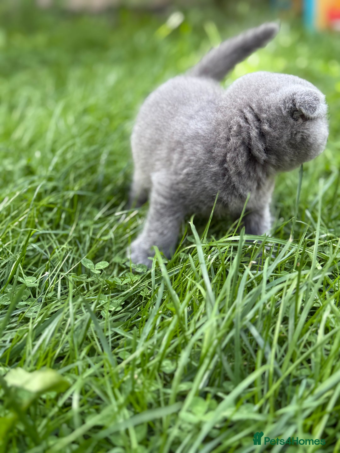 Scottish Fold cats for sale: Lovely Scottish fold kitties🥰 - Image 12