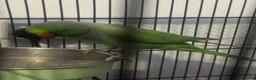 Parrots birds for sale: Green & Blue ring neck Parrots  in Leicester - Advert 3