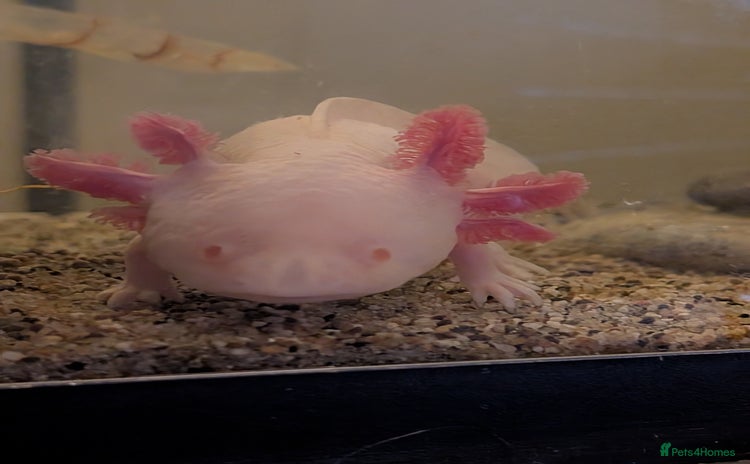 Axolotl reptiles - Advert 1