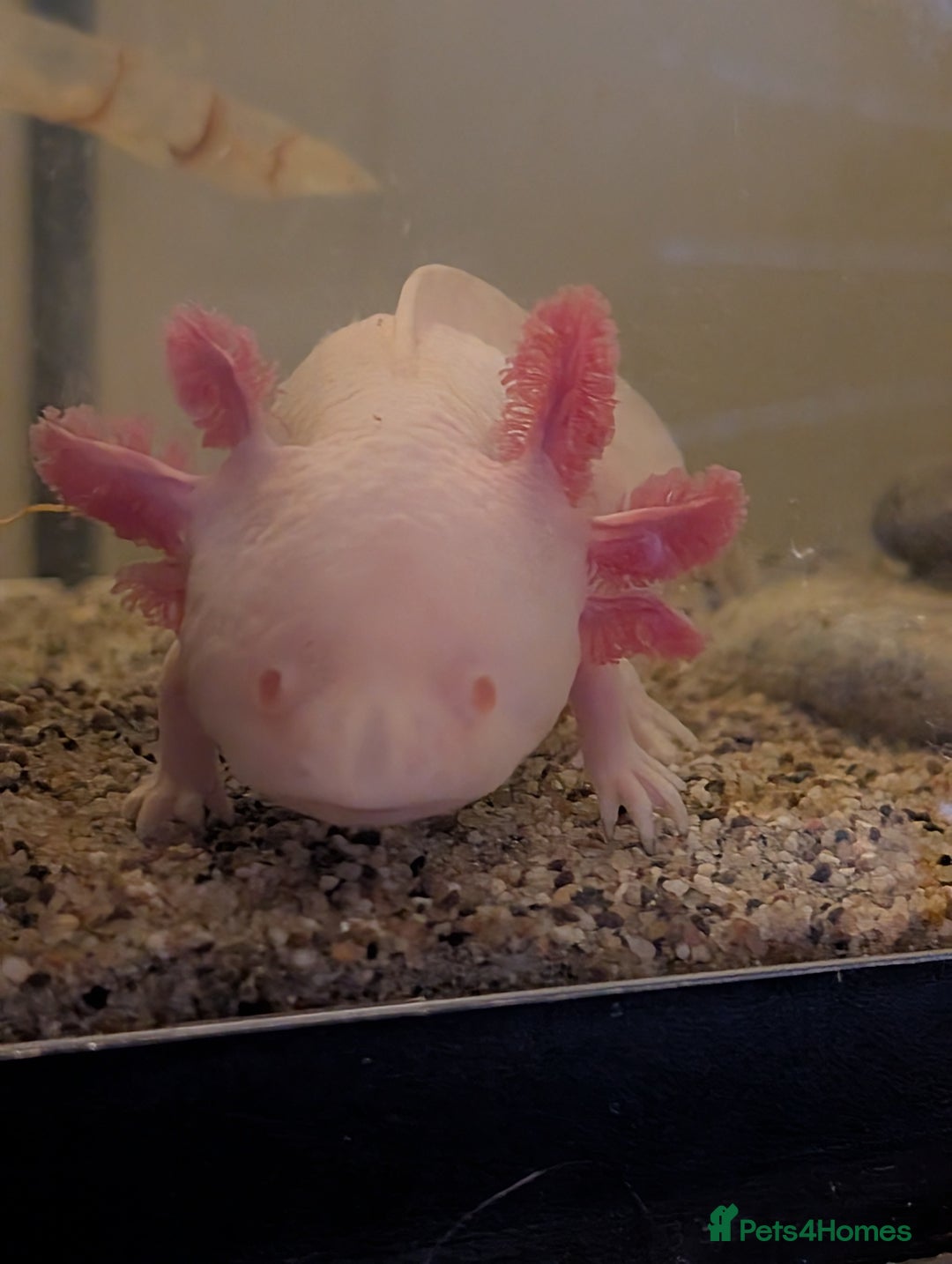 Axolotl reptiles for sale: Axolotl+ Tank and all accessories  - Image 1