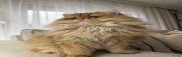 British Longhair cats for sale: Amazing British Longhair Golden kitten - Advert 9