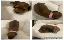 Miniature Dachshund dogs for sale: 5 miniature Dachshund puppies in Doncaster - Image 2
