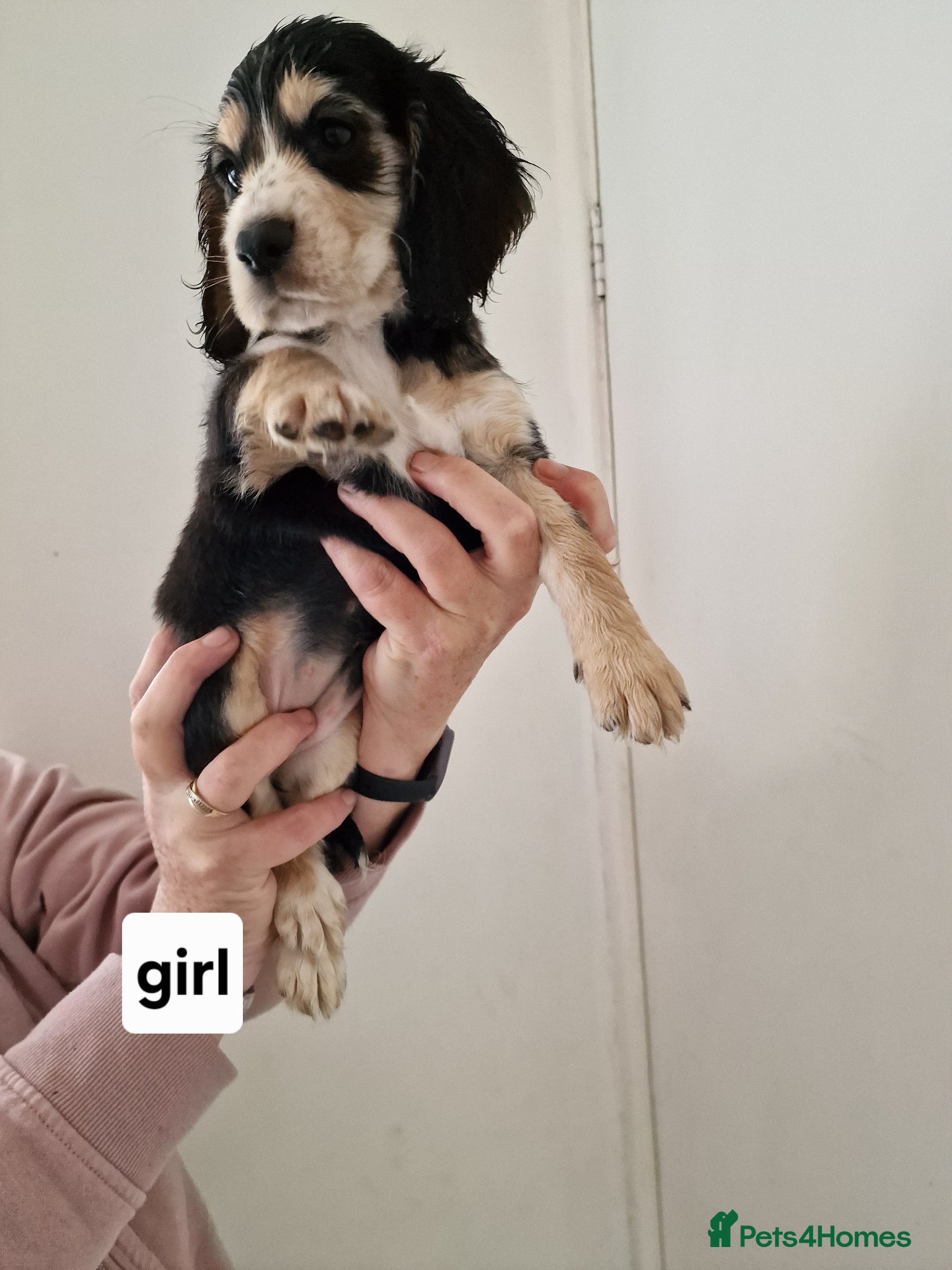 Cocker Spaniel dogs REDUCED READY TO LEAVE NOW  Cocker Spaniel Puppies - Advert 2