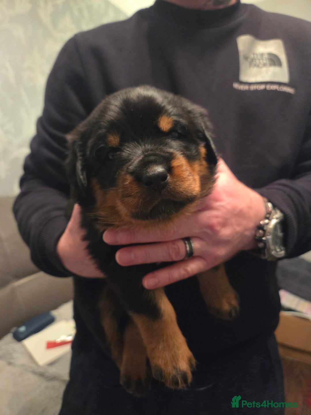 Rottweiler dogs for sale: ***Ready Now*** KC Registered Rottweiler Puppies - Advert 24
