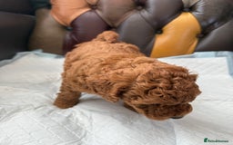 Toy Poodle dogs for sale: Four Beautiful Little Boys “Real Charmer’s “ - Image 10