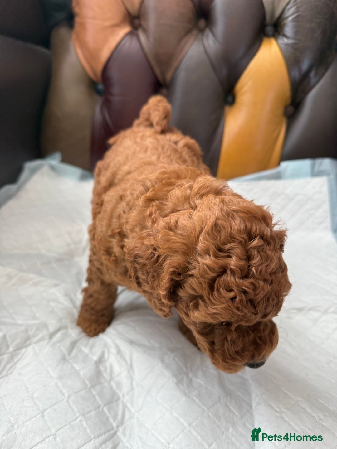 Toy Poodle dogs for sale: Four Beautiful Little Boys “Real Charmer’s “ - Image 10