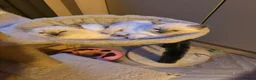 Ragdoll cats for sale: Ragdoll x British long hair - Advert 4