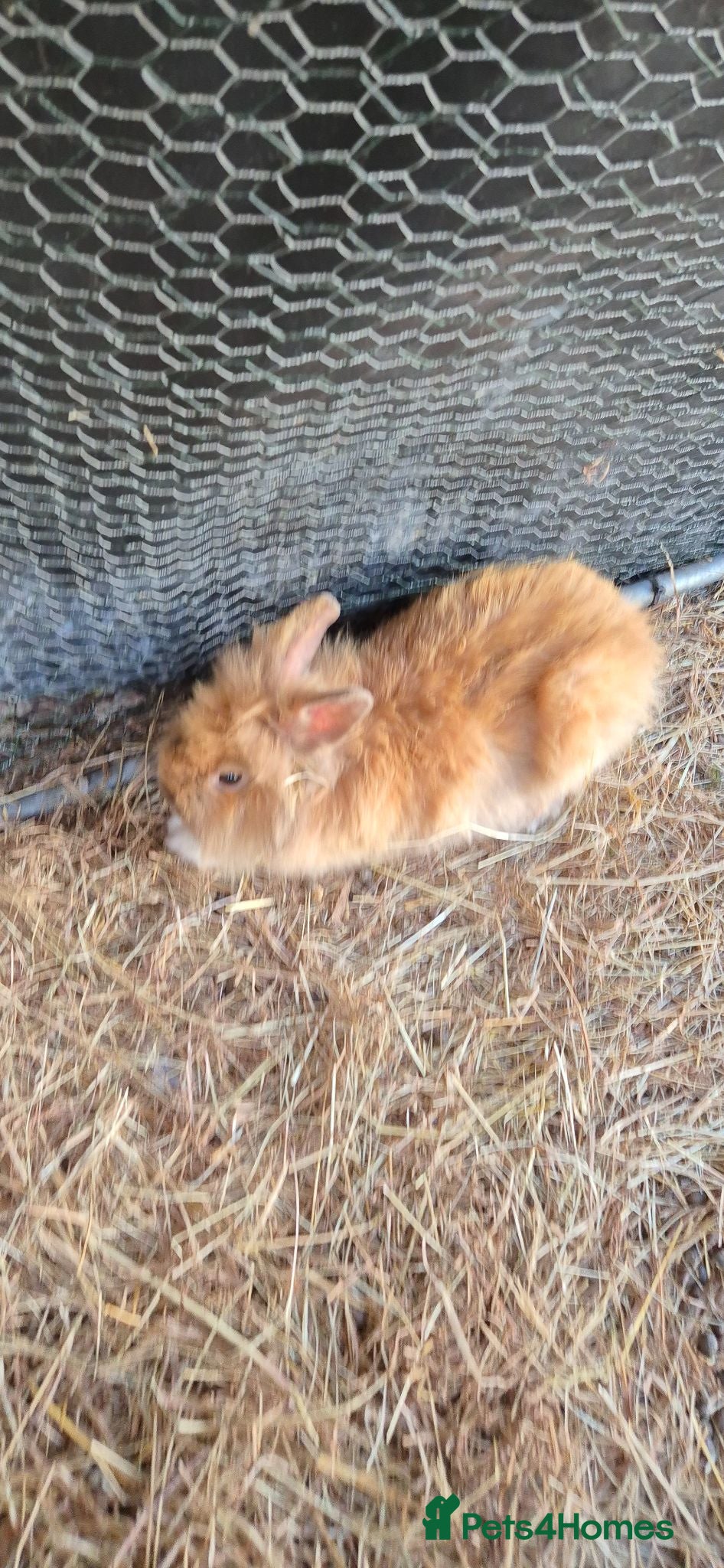 Mixed Breed rabbits Mixed breed lionheads 2 females  - Advert 1