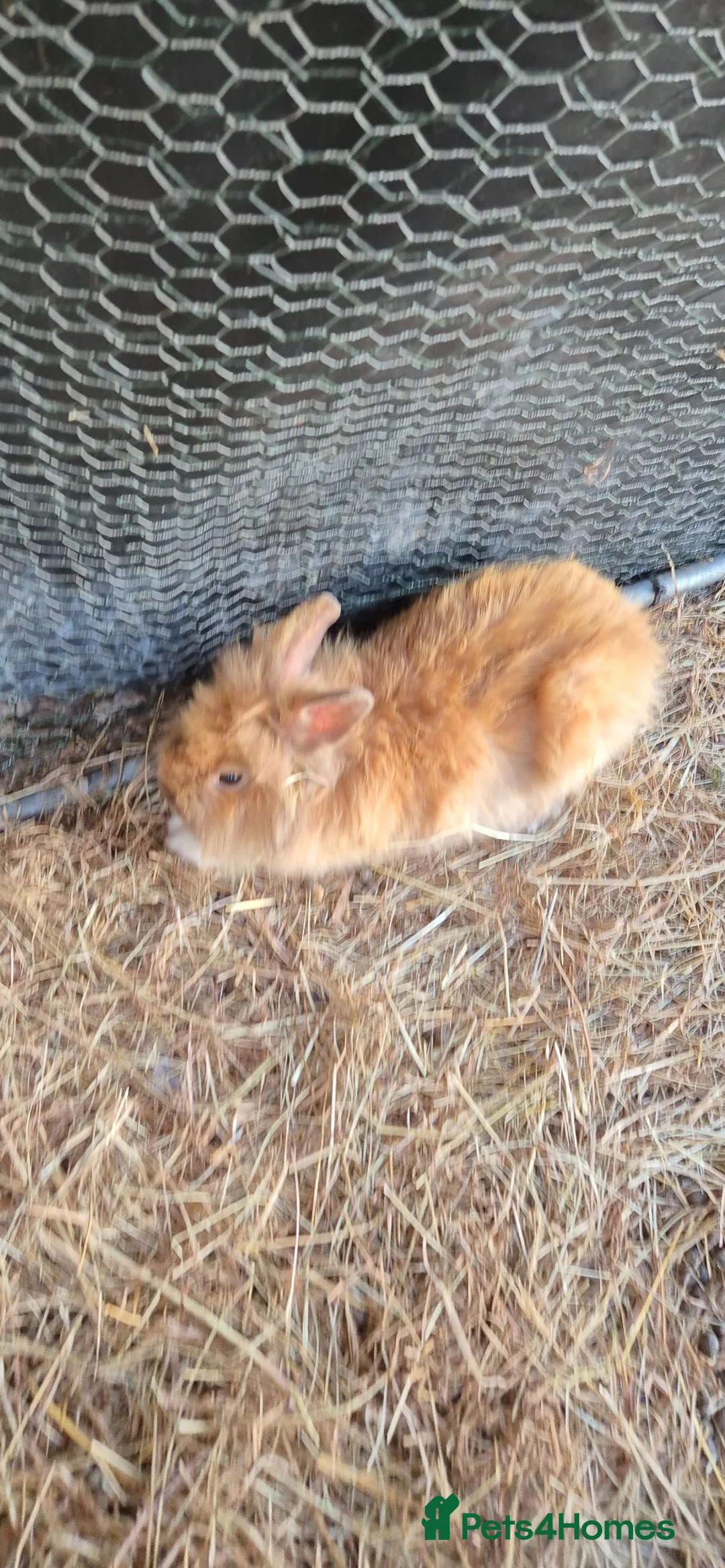 Mixed Breed rabbits for sale: Mixed breed lionheads 2 females  - Advert 1