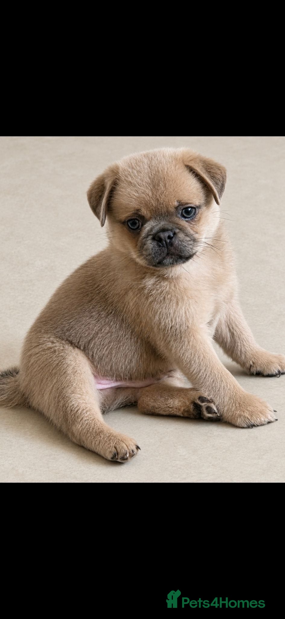 Mixed Breed dogs Shih tzu x pom - Advert 19
