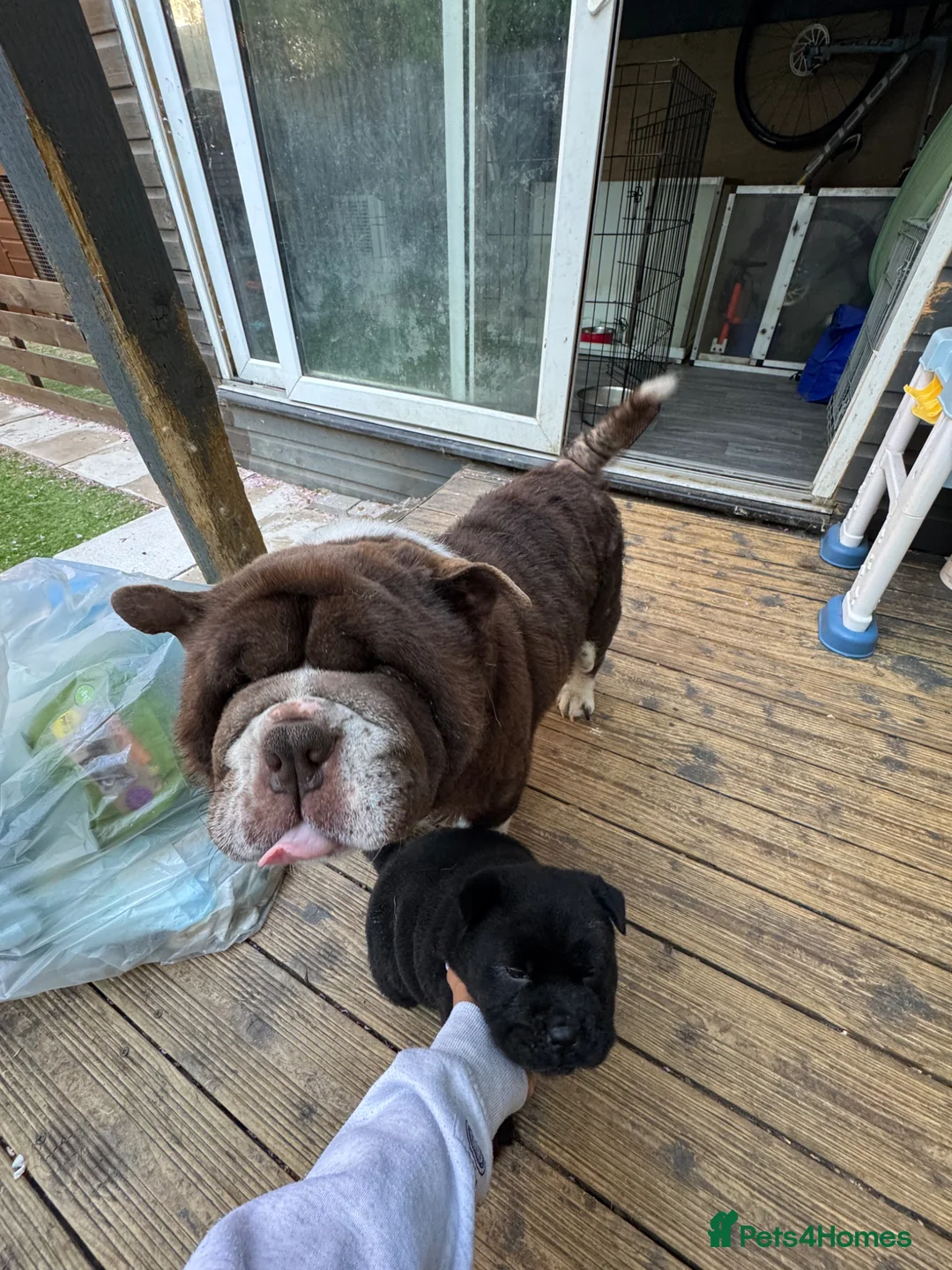 Chow Chow dogs for sale: Stunning  smooth chow first come first serve  - Advert 2