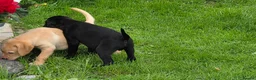 Labrador Retriever dogs for sale:  LAbrador Puppies For Sale - Advert 4