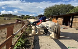 Irish Cob horses for sale: beautiful kids pony project ❤️ - Image 19