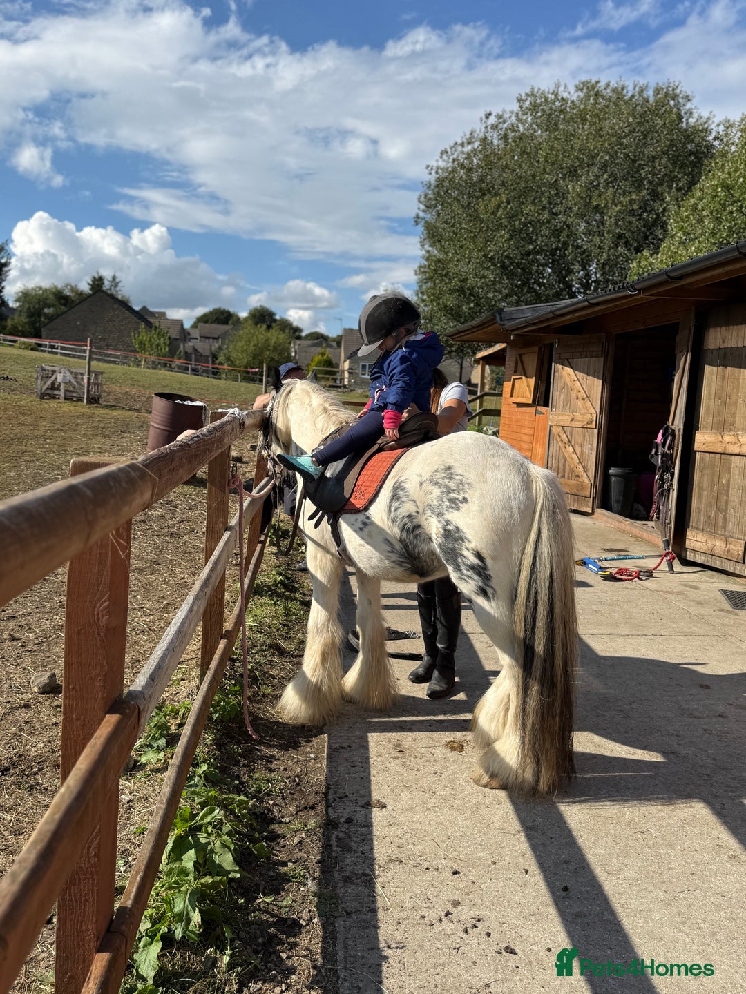 Irish Cob horses for sale: beautiful kids pony project ❤️ - Image 19