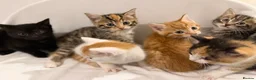 Mixed Breed cats for sale: Bengal Mix Kittens - Advert 25