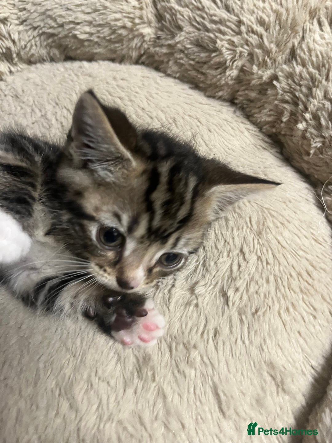 Mixed Breed cats for sale: 🐾 Beautiful 6week old mix tabby Kittens - Advert 13