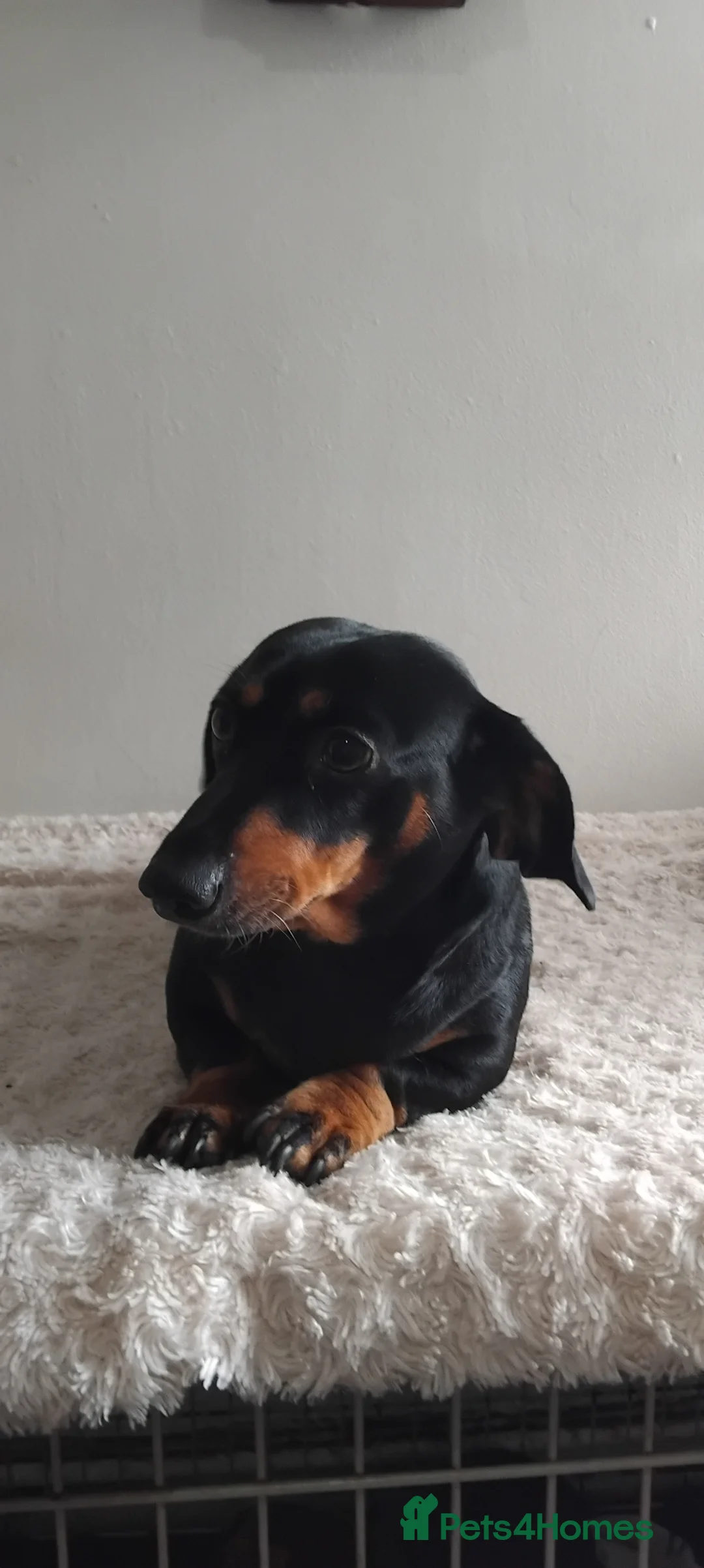 Miniature Dachshund dogs for sale: Stunning little girl - Advert 2