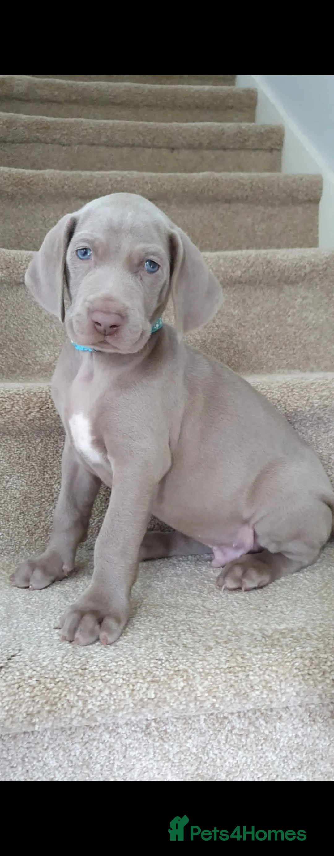 Weimaraner dogs for stud: Handsome Duke, purebreed Weimaraner Stud - Advert 4