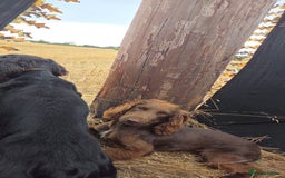 Sprocker dogs for sale: Sprocker pups  - Image 6