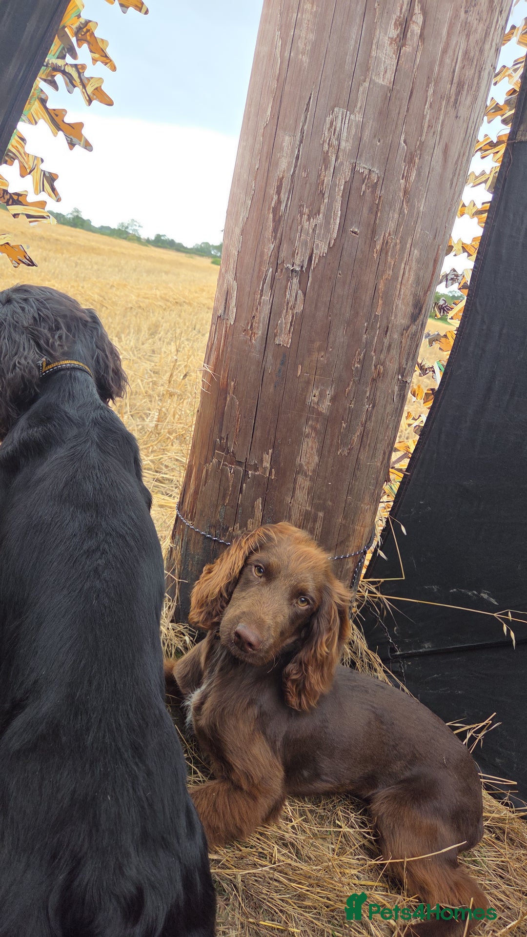 Sprocker dogs for sale: Sprocker pups  - Image 6