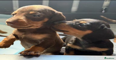 Miniature Dachshund dogs - Advert 3