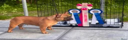 French Bulldog dogs for sale: Champion sired health tested standard line French  in Doncaster - Advert 10