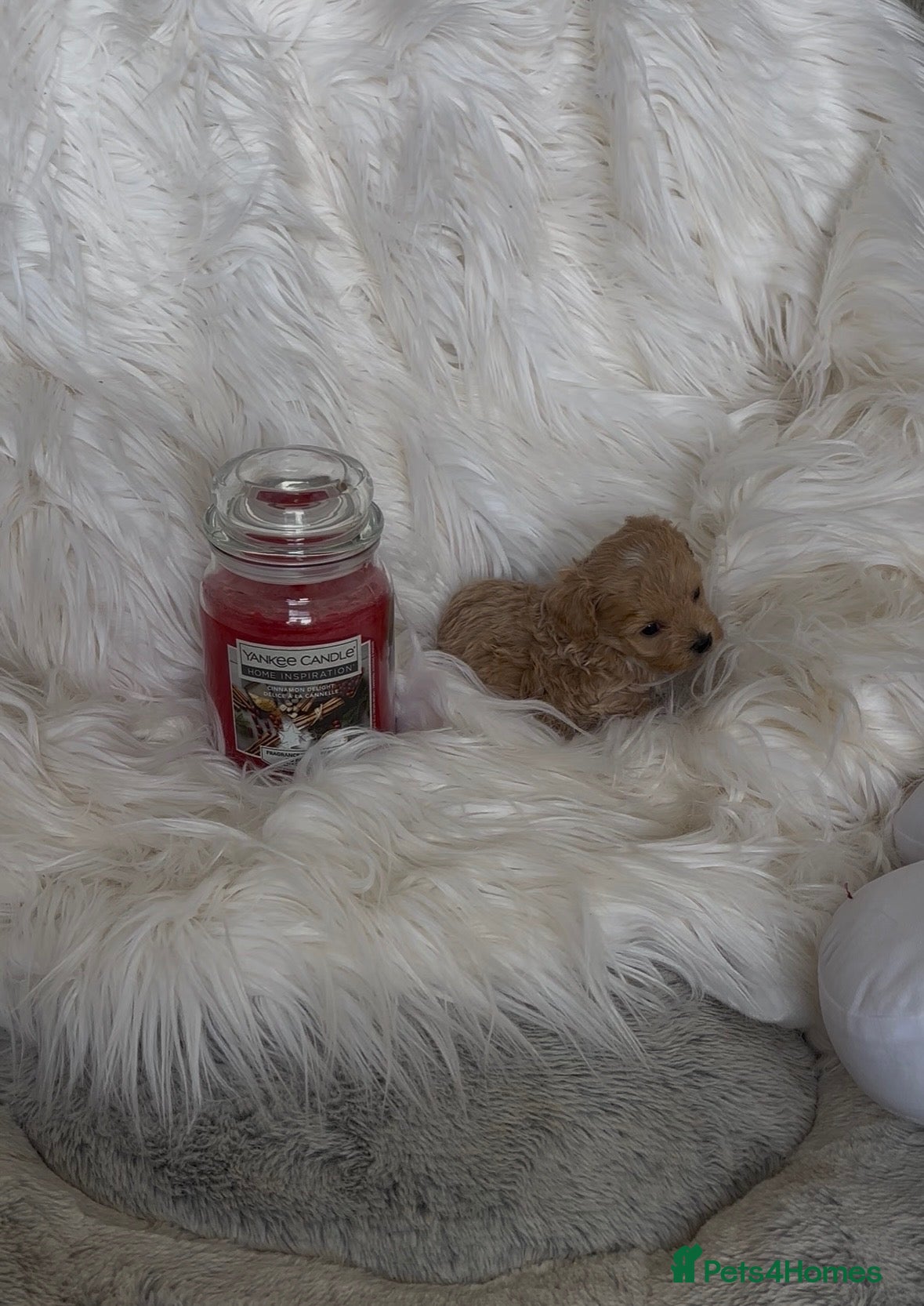 Maltipoo dogs Tiny miracle maltipoo  - Advert 8