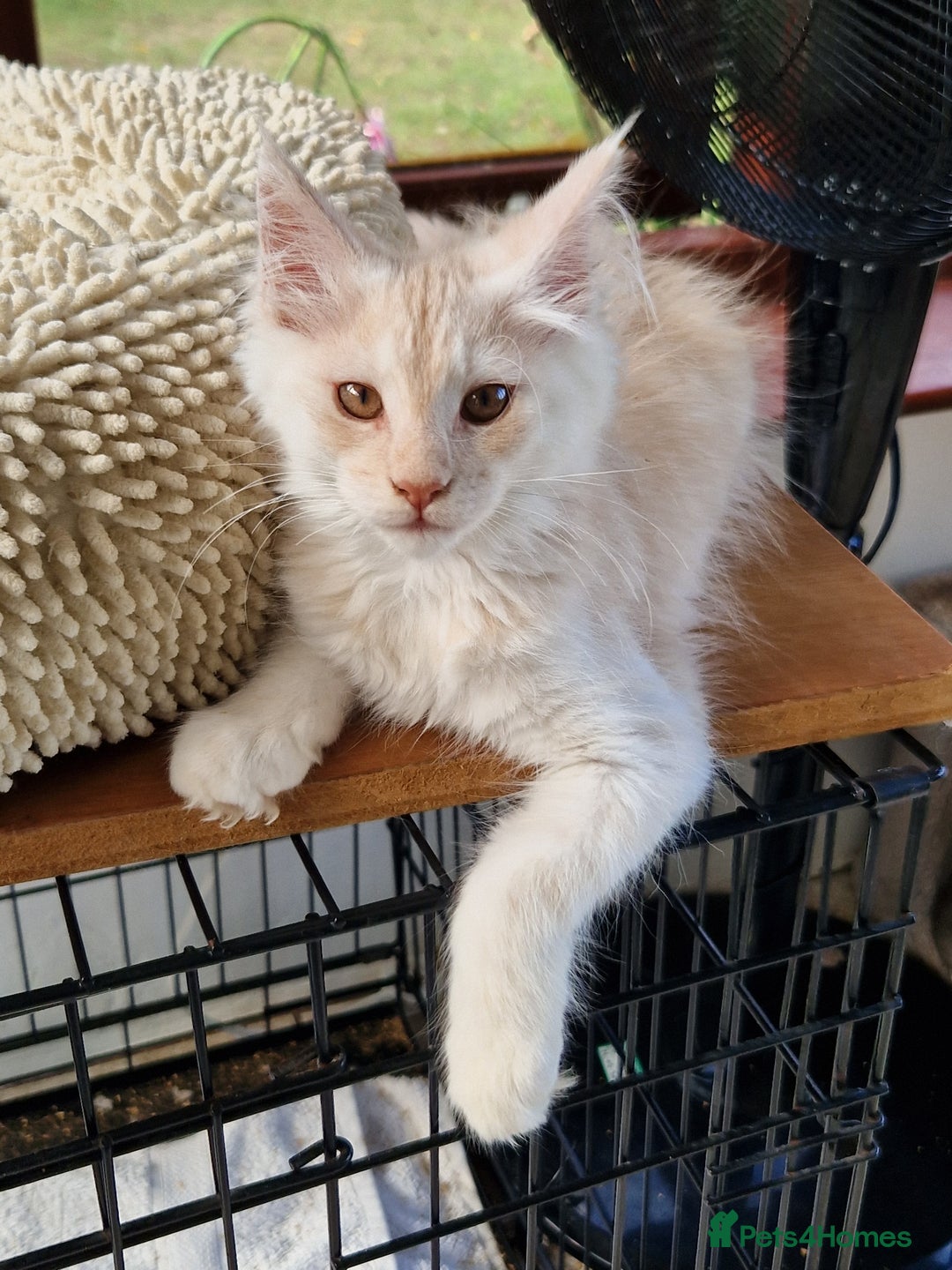 Maine Coon cats for sale: Stunning Maine Coon kittens - Image 25