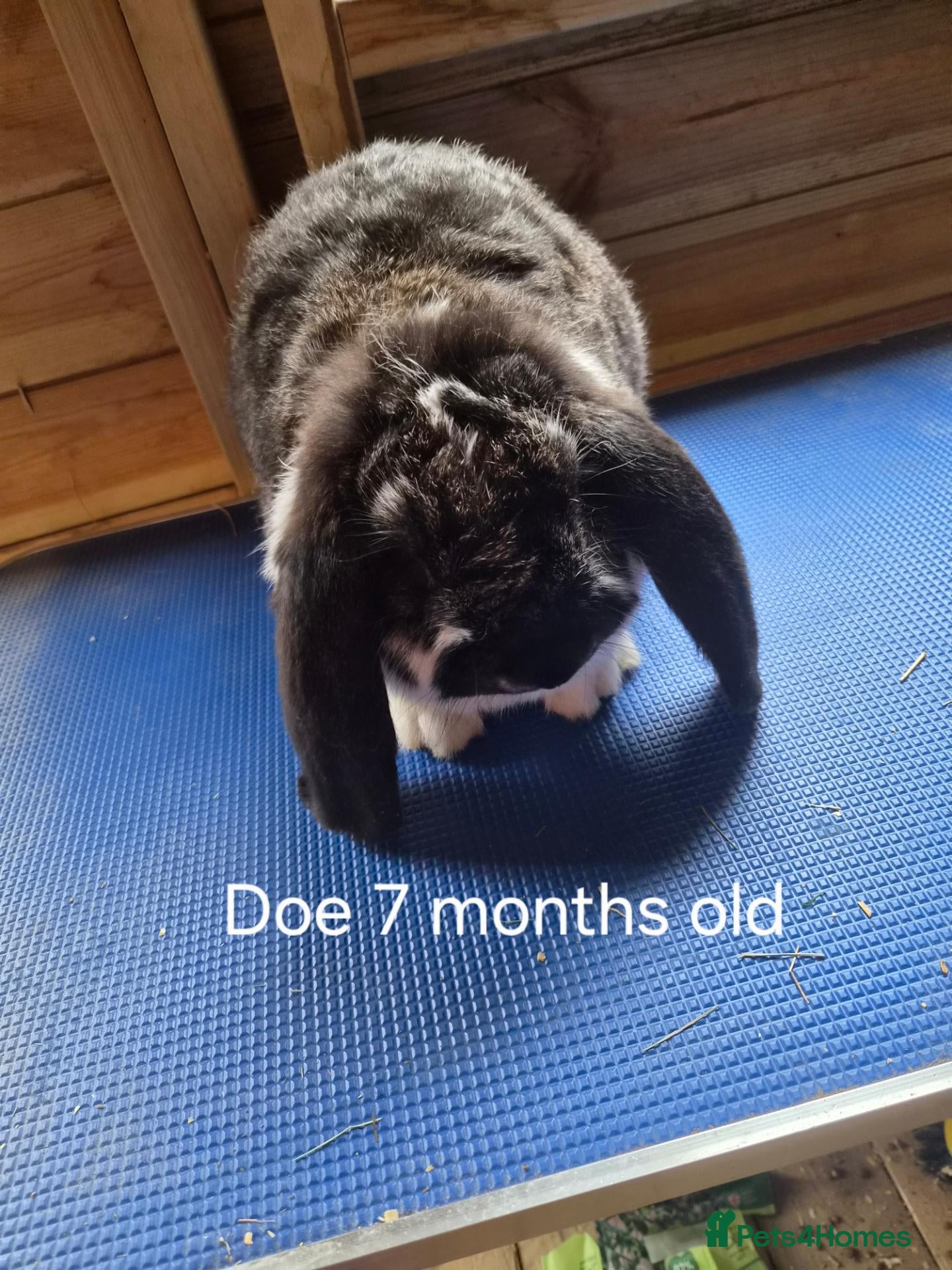 French Lop rabbits 6 show type french lops  - Advert 1