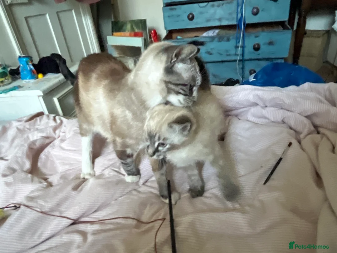 Mixed Breed cats for sale: 10 week old kitten in Banwell - Advert 2