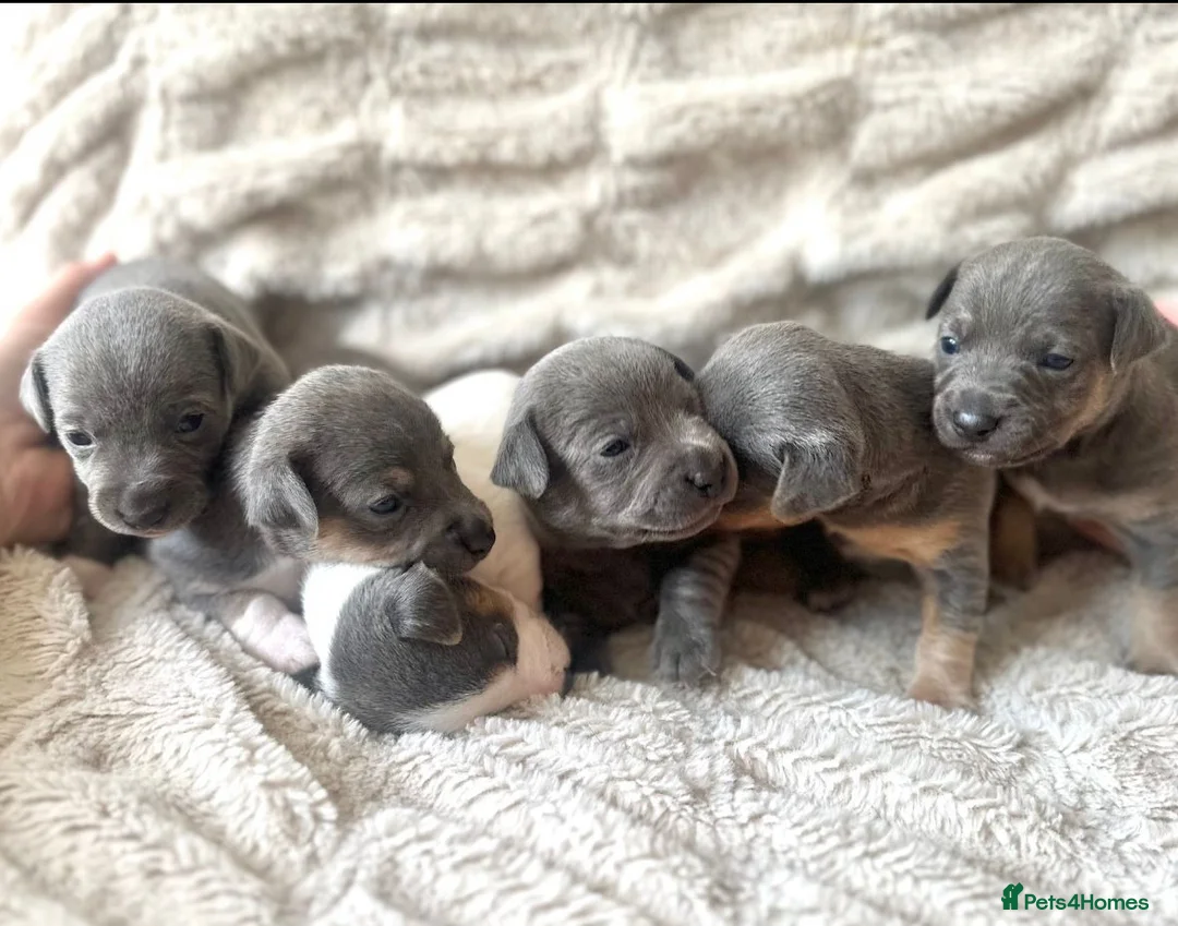 Jack Russell dogs for stud: Jack Russell for stud  - Advert 9