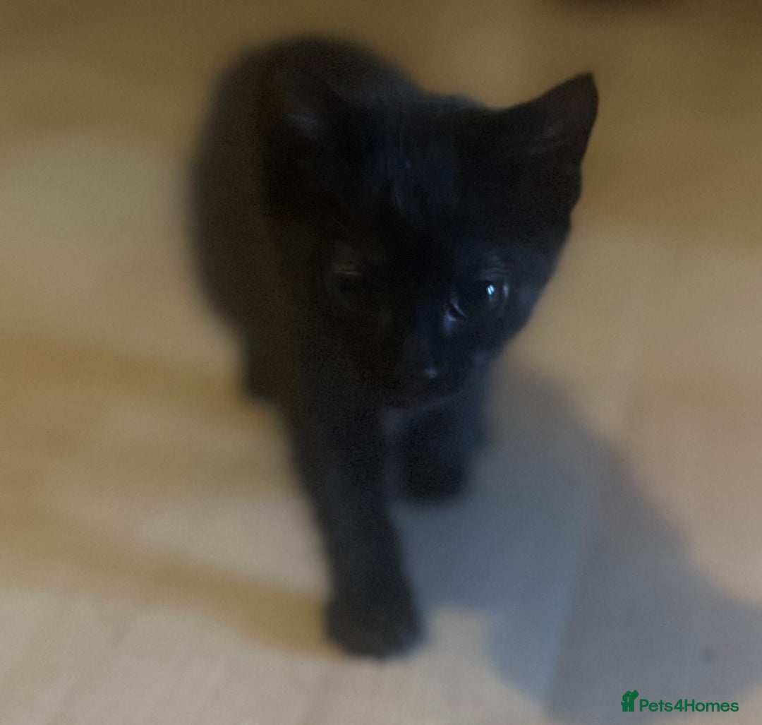 Mixed Breed cats for sale: Beautiful kittens  - Image 15