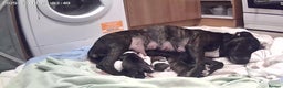 Staffordshire Bull Terrier dogs for sale: Staffy puppies  - Advert 2