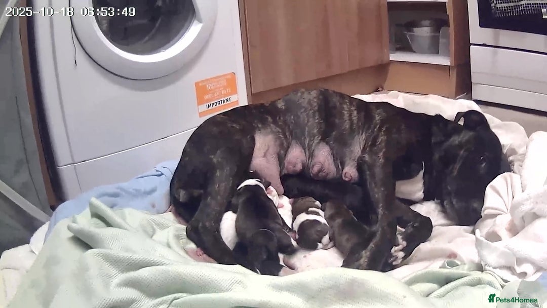 Staffordshire Bull Terrier dogs for sale: Staffy puppies  - Image 2