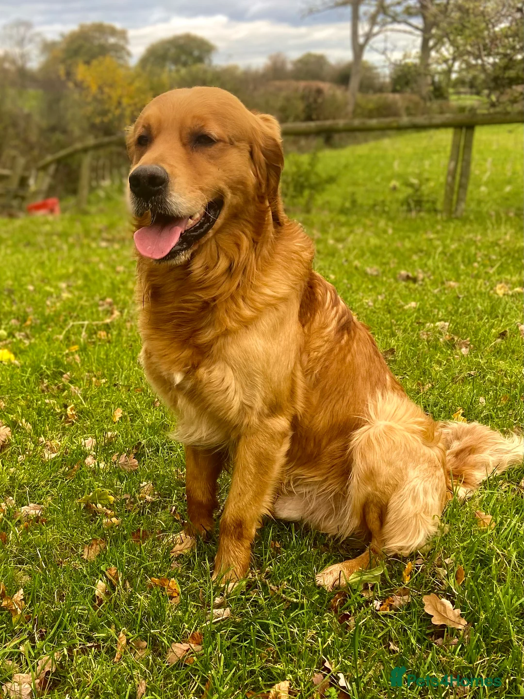 Golden Retriever dogs for stud: Rufus Golden Retriever Stud in Church Stretton - Advert 9