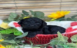Toy Poodle dogs for sale: 🍇🐩 Last Girl Available 🐩🍇 - KC Toy Poodles 🐩✨ - Image 3