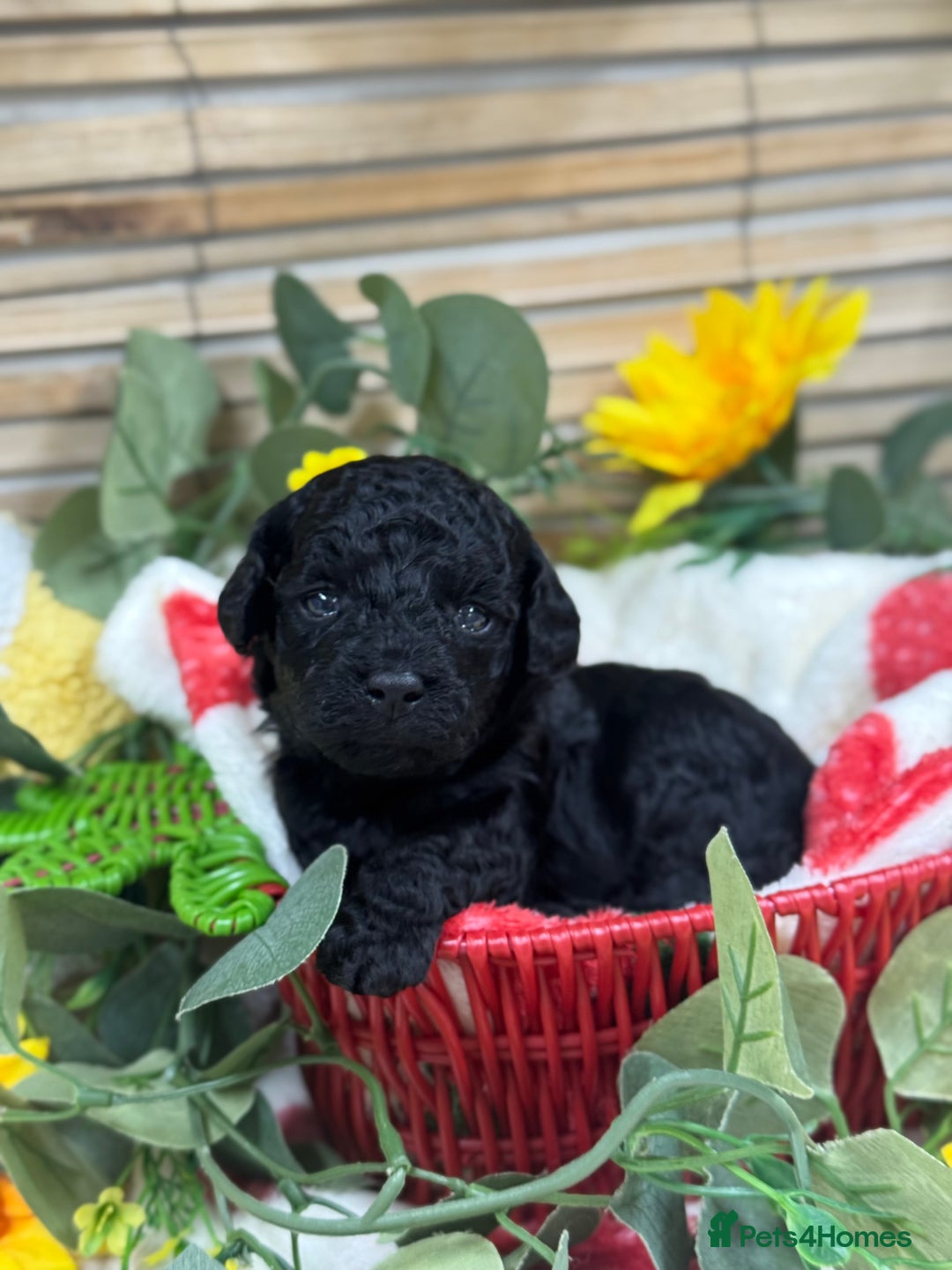 Toy Poodle dogs for sale: 🍇🐩 Last Girl Available 🐩🍇 - KC Toy Poodles 🐩✨ - Image 3